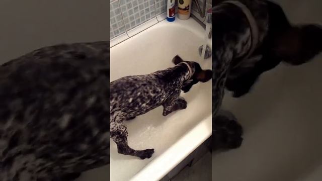 Гесс моет лапы