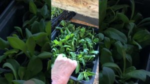 Важная подкормка кальциевой селитрой ч.2