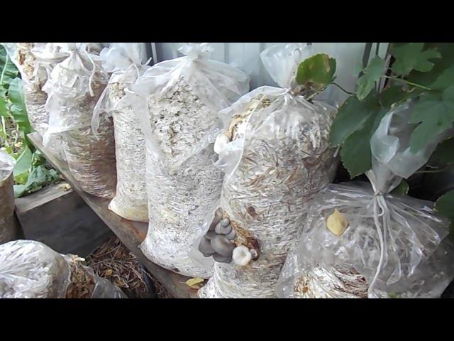 19 Продолжение грибной эпопеи по выращиванию вешенки 8.08.2021 смотреть онлайн