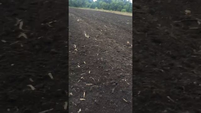 Последняя подготовка земли для посадки чеснока смотреть онлайн