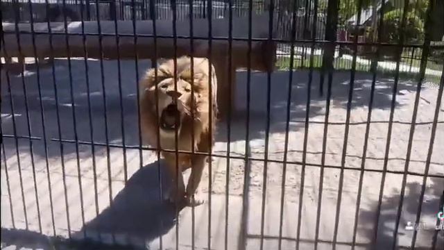 король лев 😂