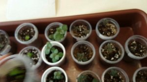 Ахименес.Первые ростки.