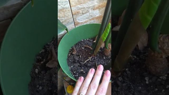 ИЗМЕНЕНИЯ ПОСЛЕ ПЕРЕСАДКИ ЗАМИОКУЛЬКАСА | УСПЕШНАЯ РЕАНИМАЦИЯ ЗАМИОКУЛЬКАСА смотреть онлайн