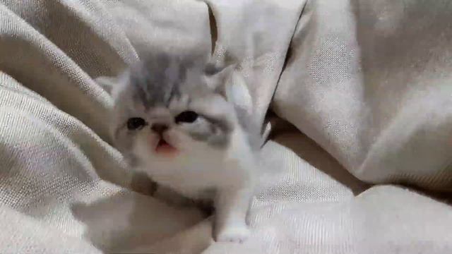 Маленький экзот смотреть онлайн