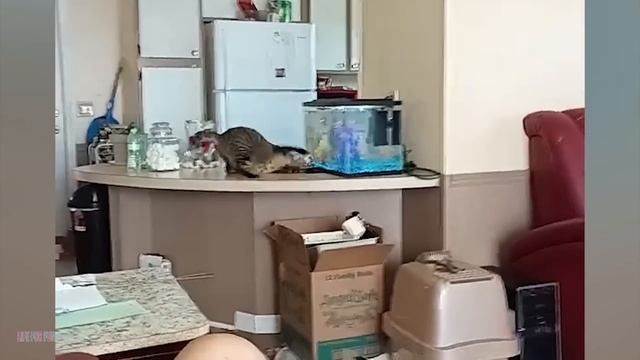 011. Funniest Cat Videos Will Make You Laugh #185 - Funny Animal Videos.mp4 смотреть онлайн