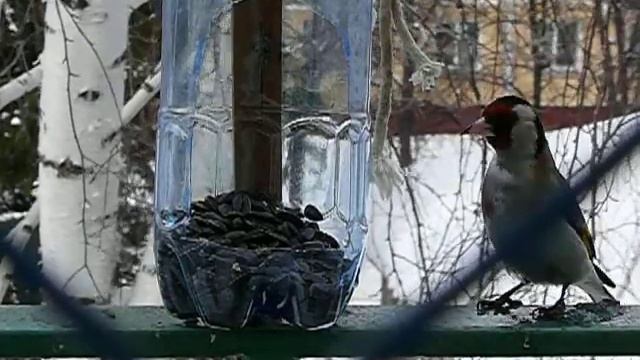 Большая синица и черноголовый щегол смотреть онлайн