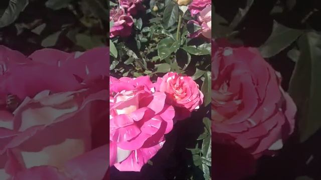 пурпурный тигр https://rose-bushes.ru/ смотреть онлайн