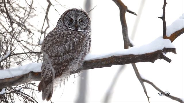 Лесные жители зимой смотреть онлайн