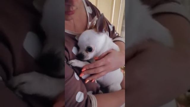 Приступ яши смотреть онлайн