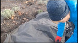 Лаванда. Подготовка лаванды к зиме.. Полезные советы.