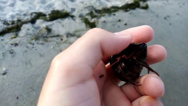 Раппаньчик из Чёрного моря смотреть онлайн
