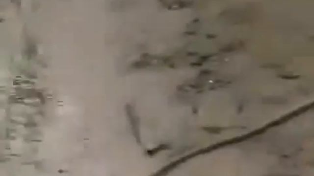 СОМ СОЖРАЛ ЛИСУ ! Вот это монстры смотреть онлайн