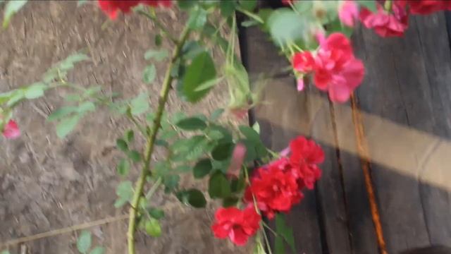 Обколачиваю свою розу Фламментанц после первого цветения.???? Что нужно обрезать обязательно! смотреть онлайн