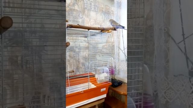 Как заманить попугая в клетку смотреть онлайн