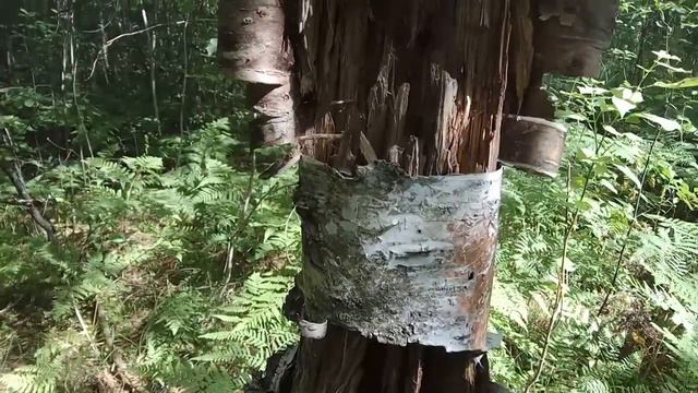 VID 20200811 115712 Шарик громыхающий удачи    Павел Васильев Лахтинский