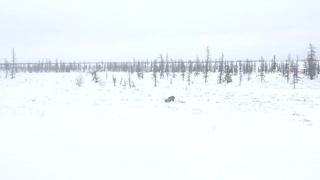 олень ест ягель рядом с дорогой Надым-Салехард смотреть онлайн