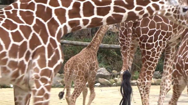 DIERGAARDE BLIJDORP: GIRAFJE MAARTJE VOOR HET EERST BUITENi смотреть онлайн