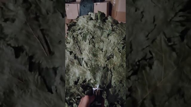 Обзор Канадского дуба смотреть онлайн