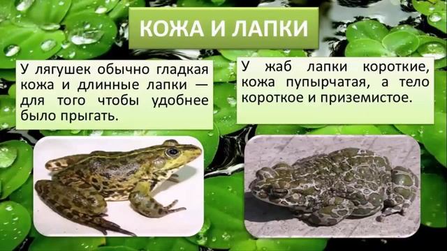 Почемучка. Чем лягушка отличается от жабы? смотреть онлайн