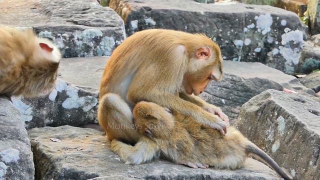 RriPp!...Baby Monkey Jovi When_ Monkey Ashley And Monkey Luna At-ta-ck_Bi-te_ Mommy Monkey Joyce