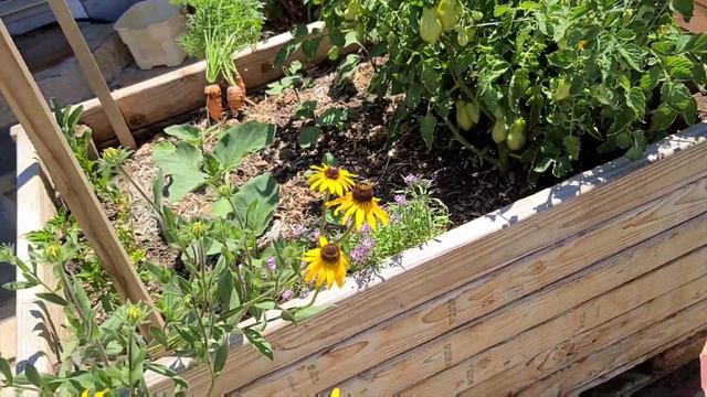 What's the SECRET? My short San Marzano plant has a hundred tomatoes! смотреть онлайн