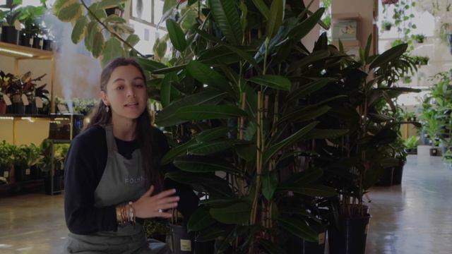 Folha Plant Shop - Ficus Tresor 'Treasure Tree' смотреть онлайн