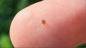 Результат применения спрея Апистанзоль. О необходимости лечения пчёл