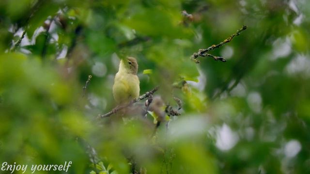 RESTORATION OF THE NERVOUS SYSTEM • Bird Chirping Melody, Deep Healing Music, Music for Soul #11 смотреть онлайн