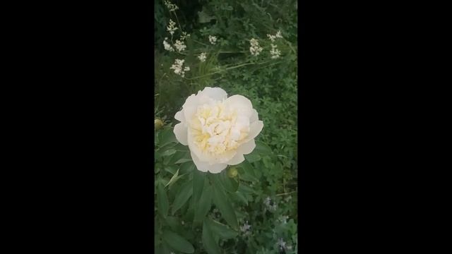 Пион Moon of Nippon #Shorts смотреть онлайн