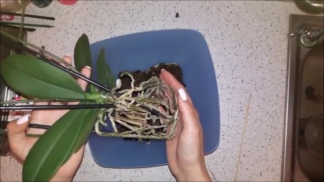 Орхидея фаленопсис Бабочка мультифлора. Пересадка и обработка. смотреть онлайн