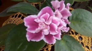 Фиалка  ЗИМНЯЯ ВИШНЯ