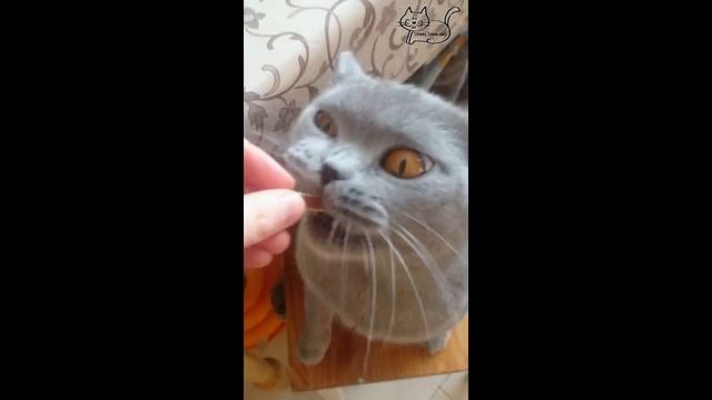 Ласковая и компанейская британская кошка. смотреть онлайн