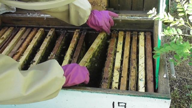 40 ДНЕЙ СБОРНОМУ КРУПНОМУ ОТВОДКУ. ЧТО ПОЛУЧИЛОСЬ!!!