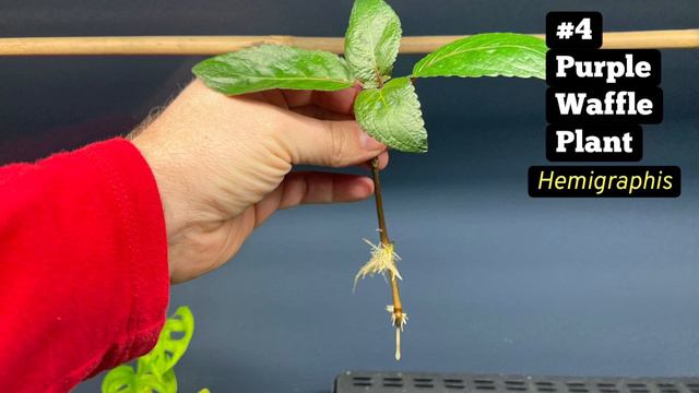 Transform Your Fish Tank: 10 Non-Toxic Riparium Plants That Cats Love