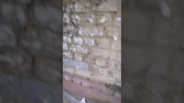 Затопило подвал дома № 16 на улице Измайлова смотреть онлайн