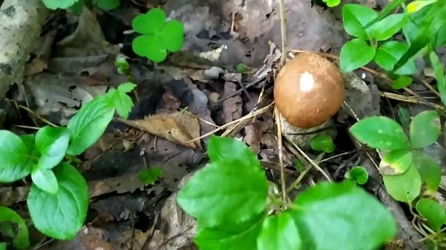 Грибалка 1.07. Подосиновики в ХМАО. Летние грибы #mushrooms#подосиновики смотреть онлайн