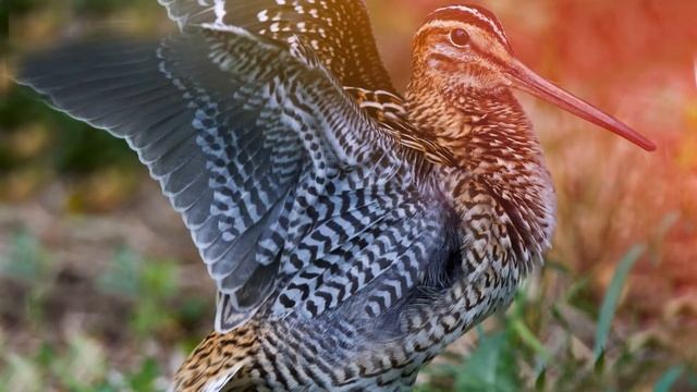 Звук вальдшнепа, какие звуки издаёт вальдшнеп