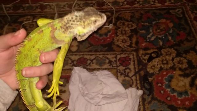 Распаковка игуаны с дефектом смотреть онлайн