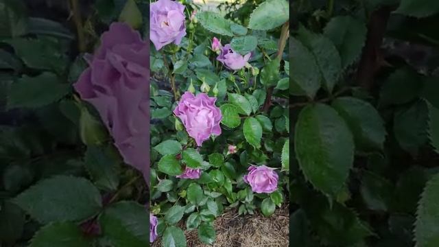 #Роза Флорибунда #Айсфою. смотреть онлайн