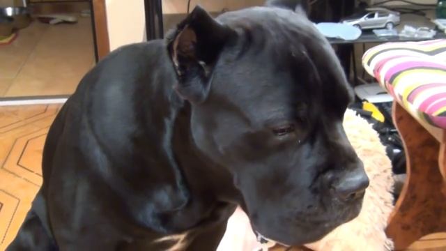 Что будет если у собаки Кане Корсо забрать еду? #canecorso смотреть онлайн
