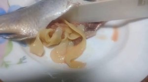 Глисты, в рыбе!!!!!!!