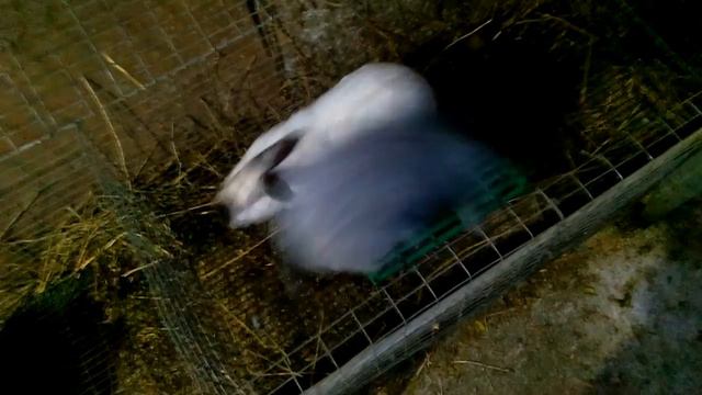 Каким должен быть рабочий самец на мой взгляд смотреть онлайн