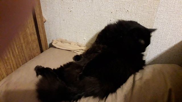 Кот Миша - султан! смотреть онлайн