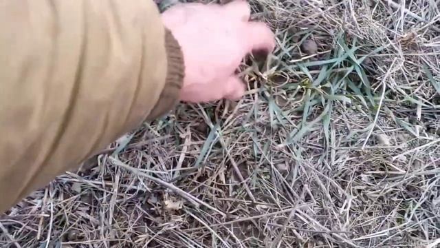 Озимая пшеница по рапсу и вегетация вика под снегом 18.03.19 смотреть онлайн