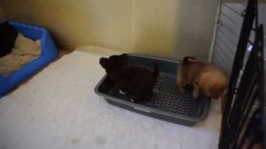 Как приучить щенка к лотку, пеленке, туалету .