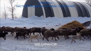 АНГАР ОВЧАРНЯ для овец! ОВЦЕВОДСТВО как бизнес. Разведение овец, содержание зимой