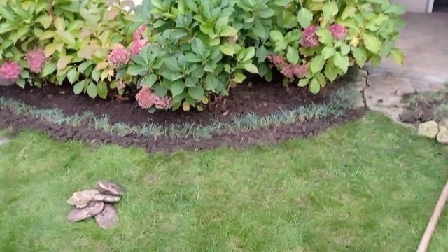 КЛУМБА С ГОРТЕНЗИЯМИ, осенняя реконструкция и уборка, красивый цветник, прекрасный сад. смотреть онлайн