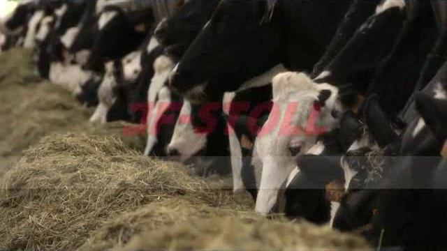 JF STOLL Feeder VM product range movie смотреть онлайн