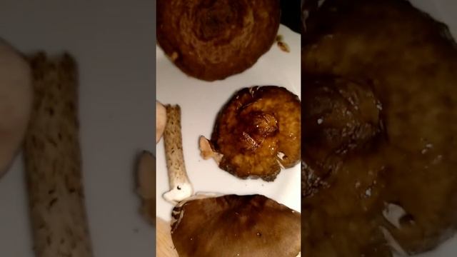 ПЛЮТЕЙ ОЛЕНИЙ.Pluteus Cervinus.