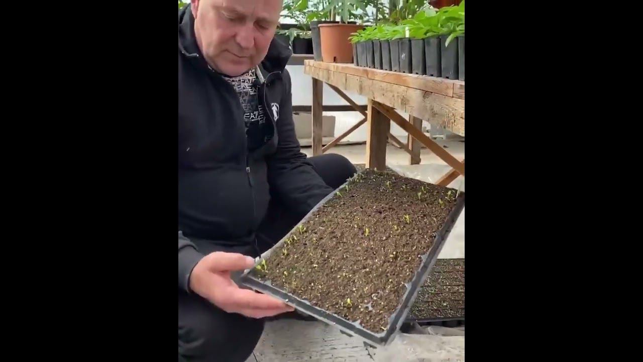 Садовый центр 